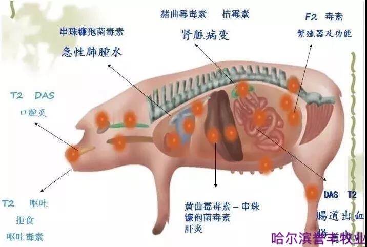 猪饲料厂家