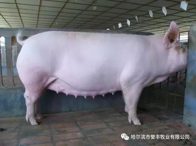 猪饲料厂家